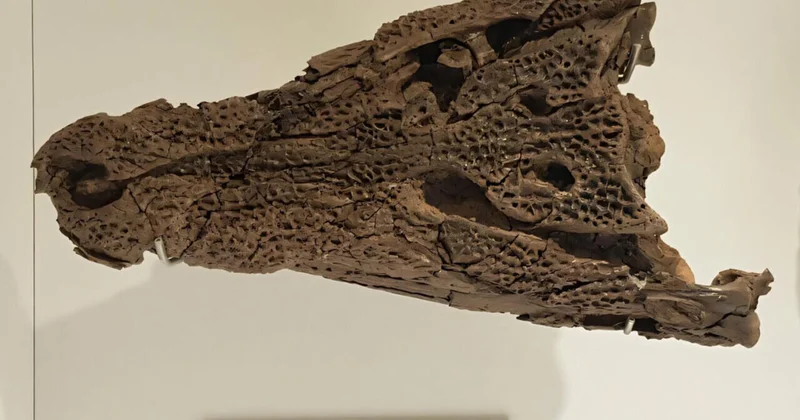 В Австралии нашли яйца крокодилов возрастом 55 млн лет