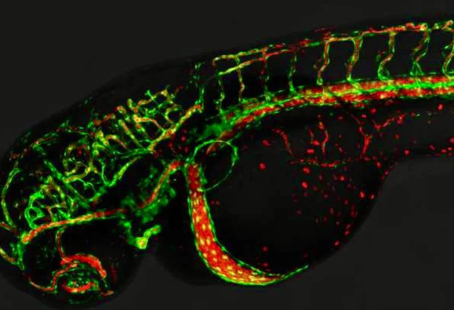Alimlər qan damarlarının formalaşmasında yeni mexanizmləri aşkar ediblər TƏDQİQAT AZƏRTAC