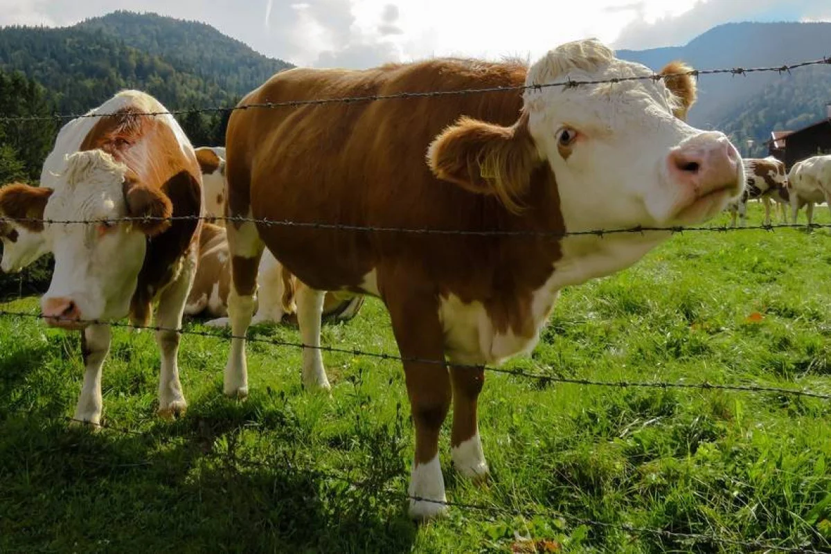 Heyvanların sığorta tarifləri azaldılıb