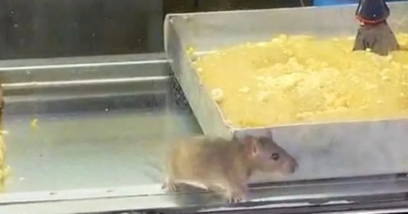 Şirniyyat mağazasında iyrənc görüntülər Vitrində siçovul gəzir