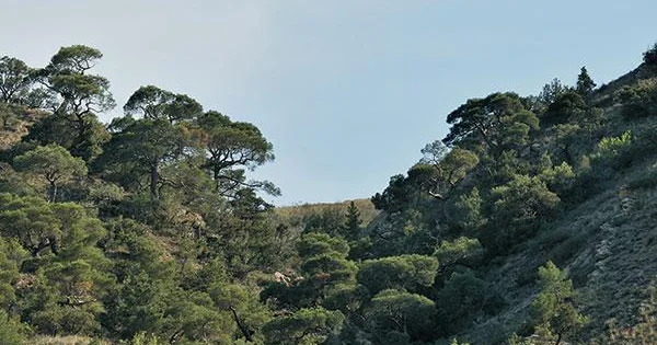 Qarabağın qoruq və yasaqlıqları bərpa olunur