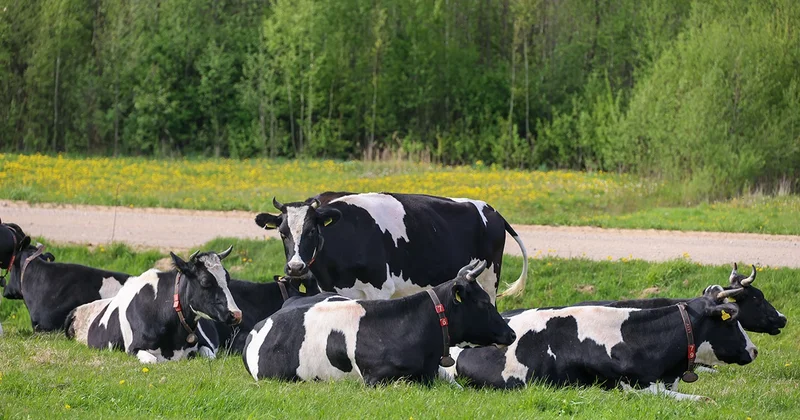 Виноват не только ящур