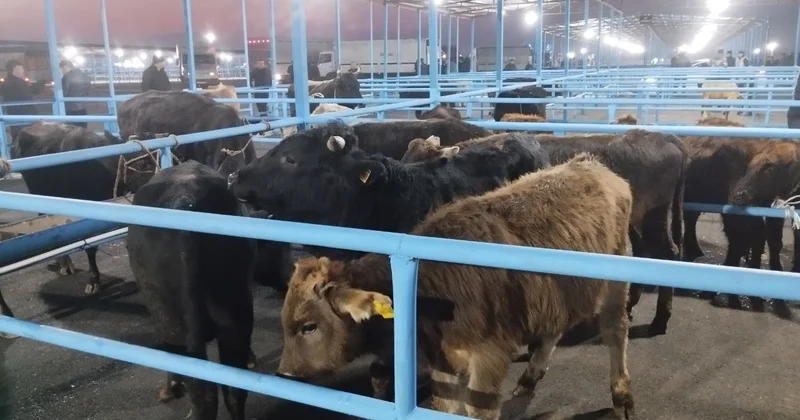 İki ay bağlı qalan Bərdə Mal Bazarı yenidən AÇILDI FOTO