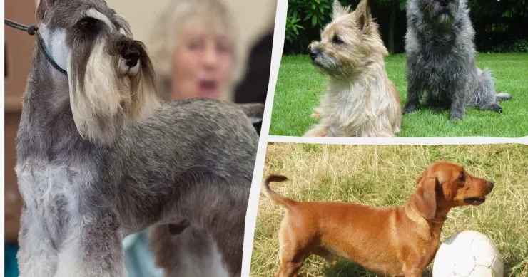 Kiçik, amma sədaqətli əla qoruyucu 7 it cinsi