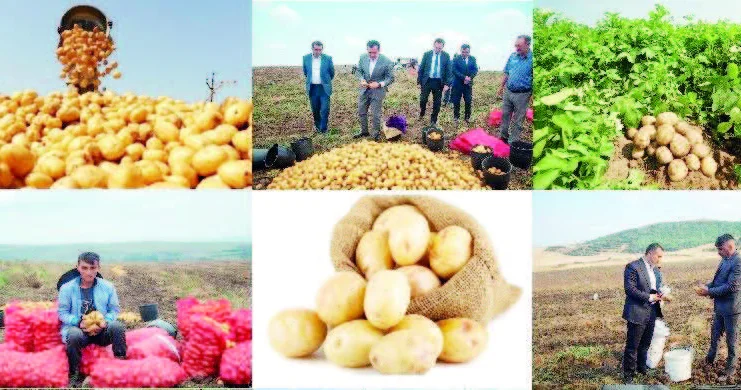 Şəmkir yenə ölkənin “kartof birincisi”dir