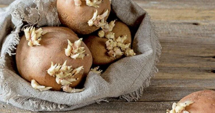 Kartof tez cücərir? Bu üsullarla aylarla təzə saxlayın