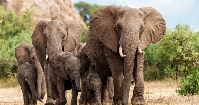 Hindistanda dəhşət: Fillər kəndlərə hücum etdi, ölənlər var