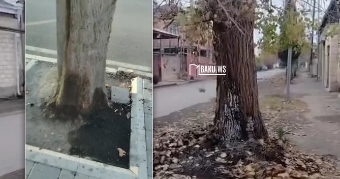Gəncədə zibil yandıranlar ağaclara ziyan vurdular