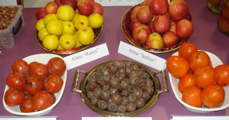 Bu il Balakəndə meyvə istehsalı 3,4 min tondan çox artıb