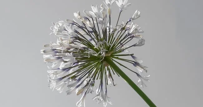 Sevginin simvolu sayılan Afrika zanbağının hansı xüsusiyyətləri var və insan sağlamlığına necə təsir edir? Video