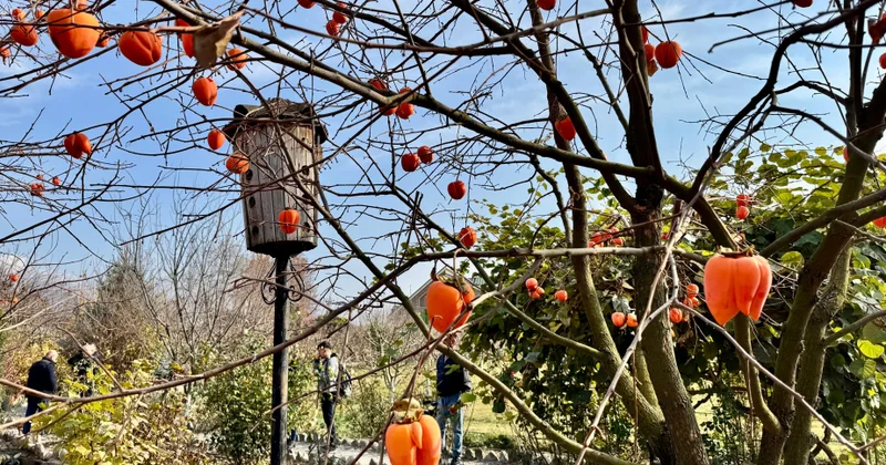 Qədim irsin və təbii gözəlliyin beşiyi Şəki VİDEO