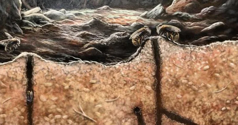 Древние пчелы строили гнезда в костях животных