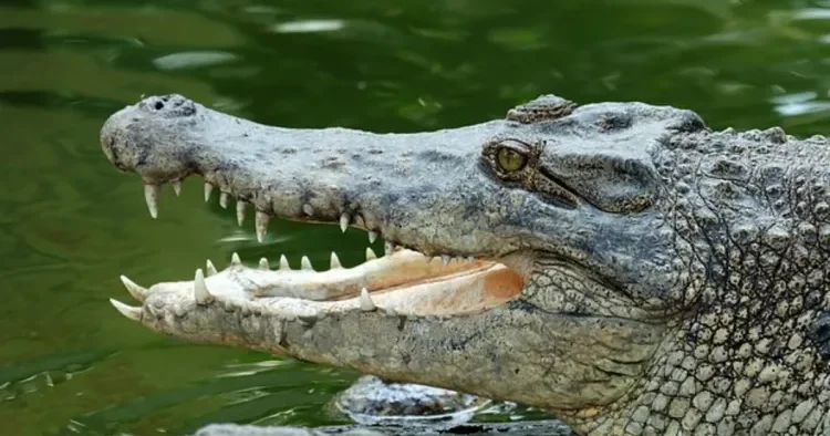 Timsah 10 yaşlı oğlana hücum ETDİ