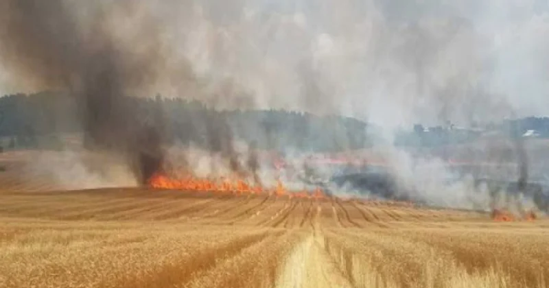 Əkin sahəsini yandıranlara XƏBƏRDARLIQ: 7000 manat cərimə və həbs