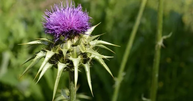 Azərbaycanda 32 növü olan qaraciyər həkimi ... Qanqal insan sağlamlığına necə təsir edir? Video