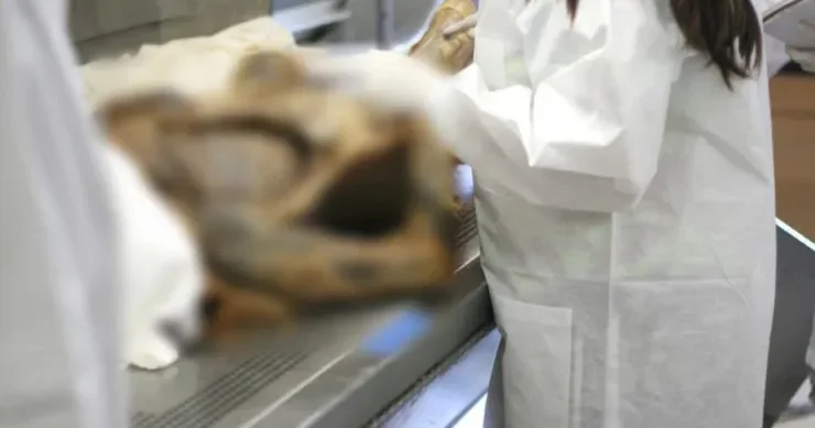 Cəsəd parçalarını bəzək əşyası kimi satırmış DƏHŞƏTLİ CİNAYƏT