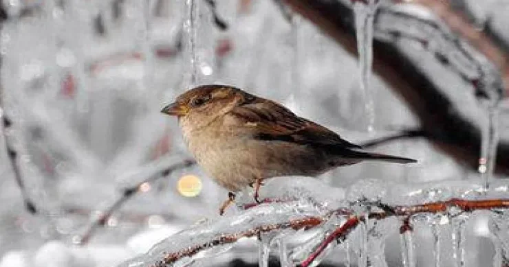 Sabah 13 dərəcə şaxta olacaq hava PROQNOZU