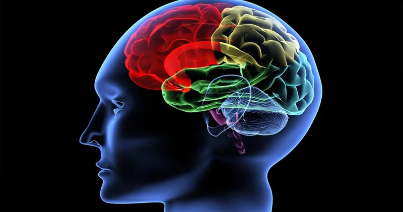 Kişilərin beyni qadınlarınkından daha tez kiçilirmiş...