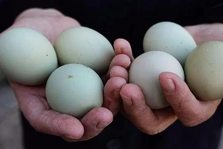 850 manata satılan yumurtanın forması gündəm oldu Foto