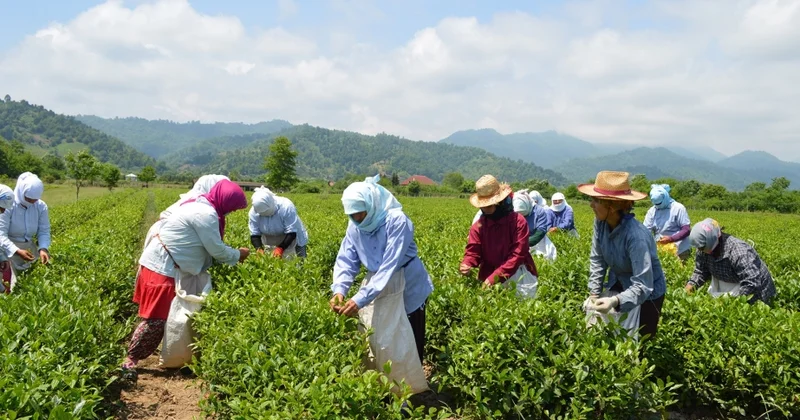 Azərbaycanda neçə ton çay yarpağı yığılıb?