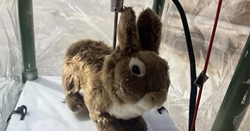 Pitonlarla mübarizə aparmaq üçün robot dovşanlar yaradılıb...