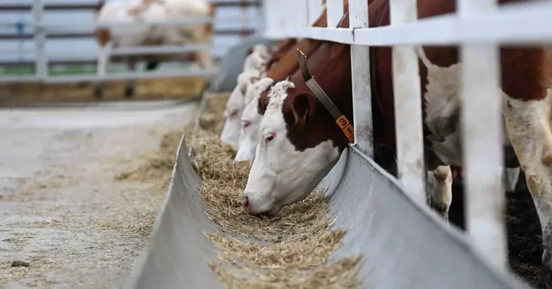 Növbəti 4 ildə ət ixracı ikiqat artacaq