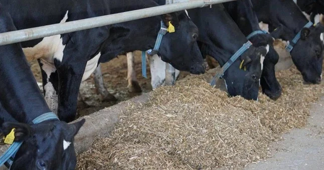 В Казахстане утвердили Комплексный пятилетний план развития животноводства