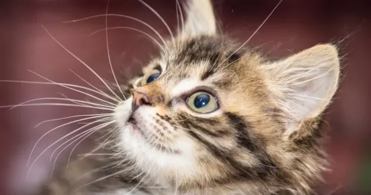 Pişiklər bizim görmədiyimiz nəyi görür?