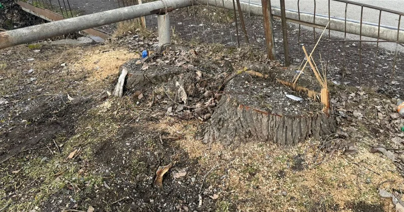 В Огузе возбуждено уголовное дело за незаконную вырубку деревьев ФОТО