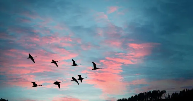 İstiqamət hissi olmadan yolu necə tapırlar? Quşların köç möcüzəsi