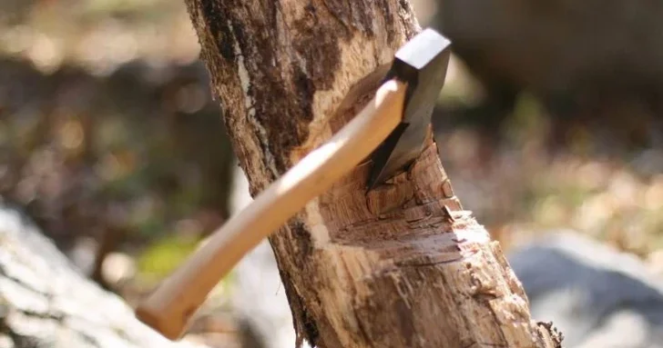 Незаконная вырубка тополей в Огузском районе: ущерб превысил 6 тысяч манатов