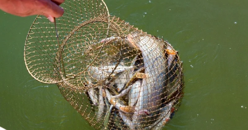 Определены квоты на вылов рыбы