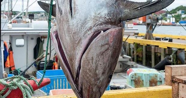 Рыбаки поймали рыбу рекордной величины