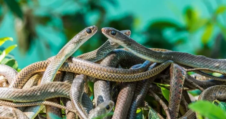 Qışın ortasında yüzlərlə ilan ölümcül zəlzələ hiss edib oyandı