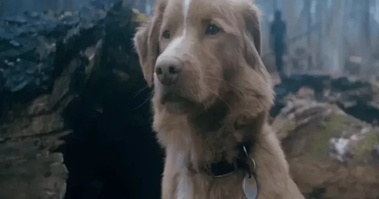 Tarixdə ilk dəfə: İt aktyorluq oyununa görə mükafat aldı