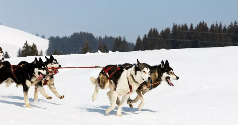 Американского дипломата не допустили к участию в гонках на собачьих упряжках в Гренландии