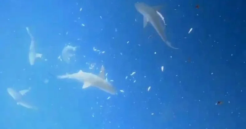 Sidney çimərliyində köpəkbalıqları iki uşağa hücum edib Biri ağır yaralanıb