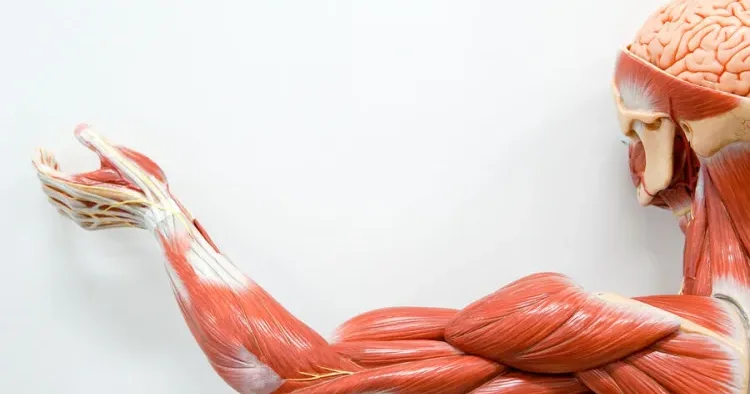 Yaşlanan əzələləri necə bərpa etmək olar? AÇIQLAMA