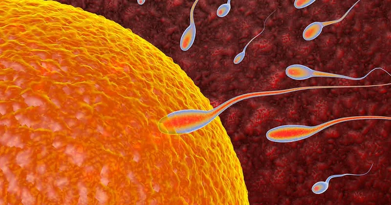 Askorbin turşusunun qadın və kişi sağlamlığında effekti Elmi araşdırma