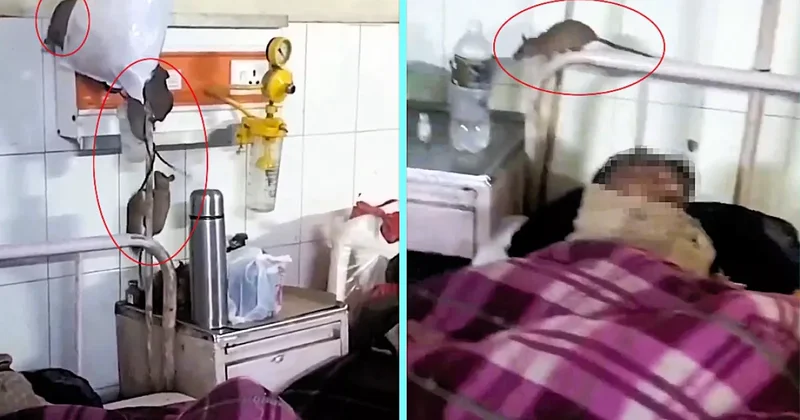 В Индии крысы захватили палату с пациентами: ВИДЕО