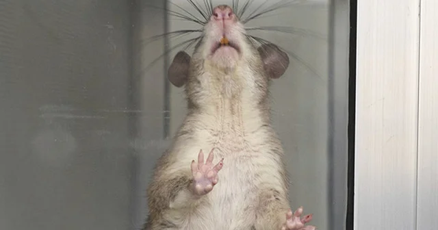 İsrailli alimlərdən gözlənilməz kəşf: siçan və siçovullar dünyanı necə “eşidir“ və “hiss edir“ İsrail mətbuatı