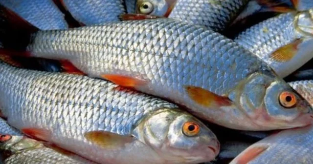Bu balıq çeşidlərində azalma, qiymətlərində isə artım müşahidə olunur VİDEO