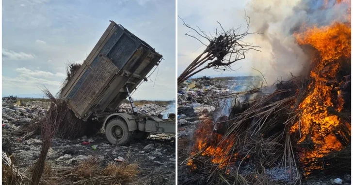 В Азербайджане уничтожены зараженные вирусом саженцы