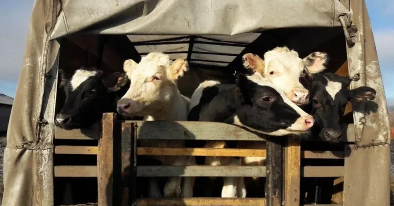 Казахстан усилил контроль за импортом продуктов и транзитом животных из России