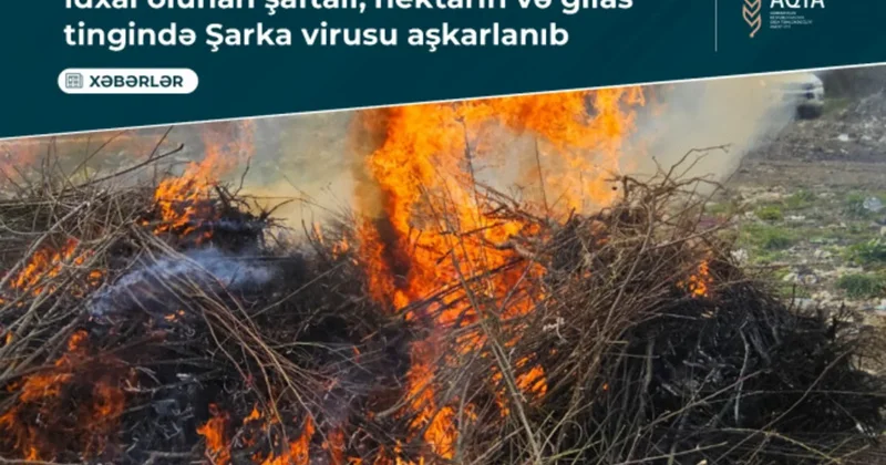 В Азербайджане выявили опасный вирус в саженцах из Турции