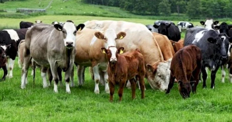 Rusiyadan mal qara idxalı kəskin azalıb Qiyməti 1761 manatdan 752 manata düşüb