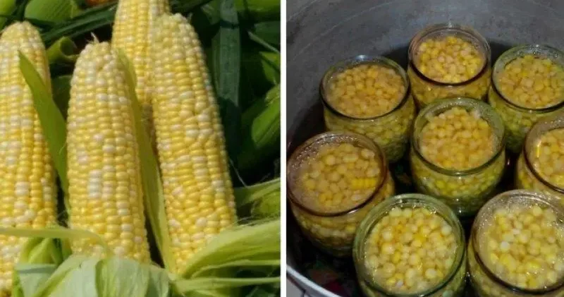 Qarğıdalı niyə heç vaxt çürümür?