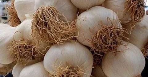 Sarımsaq Azərbaycana hansı ölkələrdən və neçəyə gətirilir? Marketlərdə 3,2 dəfə baha satılır