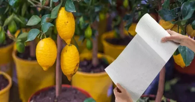 Bu üsulla evinizi limon bağçasına çevirin
