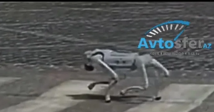 Bakıda “robot it” piyada keçidindən keçərkən görüntülənib VİDEO